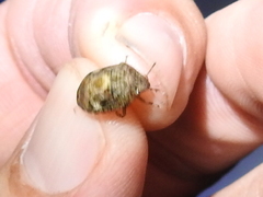 Pachycorinae
