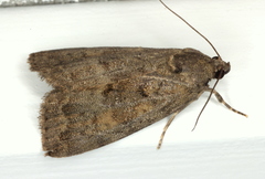 Aucha triphaenoides