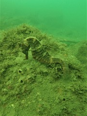 Hippocampus ingens