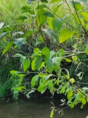 Cornus sericea occidentalis
