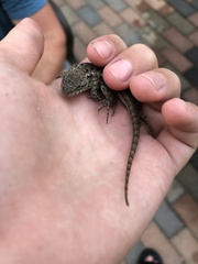 Sceloporus occidentalis