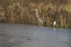 Ardea cocoi