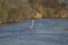 Ardea cocoi