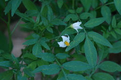Solanum jamesii