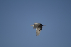 Ardea cocoi