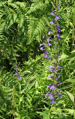 Lobelia sessilifolia