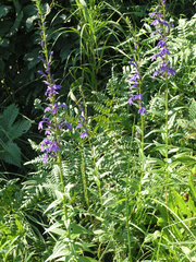Lobelia sessilifolia