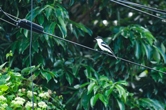 Lalage leucopyga