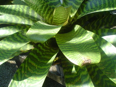 Vriesea hieroglyphica