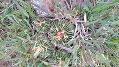 Echinofossulocactus dichroacanthus