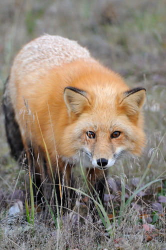 What Do Foxes Eat? And More Fox Facts - Woodland Trust
