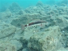 Serranus psittacinus