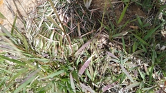 Echinofossulocactus dichroacanthus