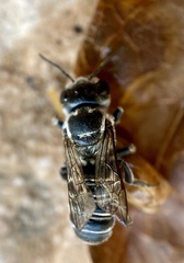 Megachile