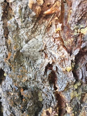 Sabulodes packardata