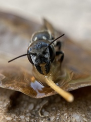 Megachile