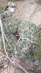 Echinofossulocactus dichroacanthus