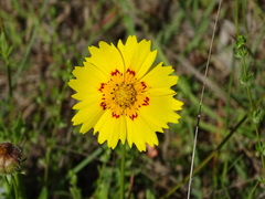 Coreopsis nuecensis