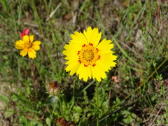 Coreopsis nuecensis