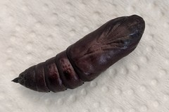 Ceratomia undulosa