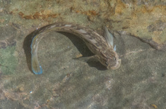 Istiblennius