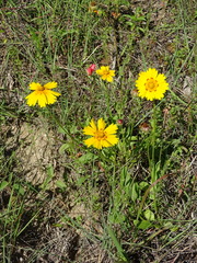 Coreopsis nuecensis