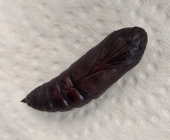 Ceratomia undulosa