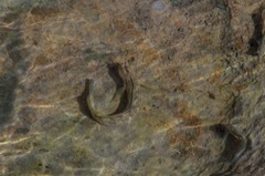 Istiblennius