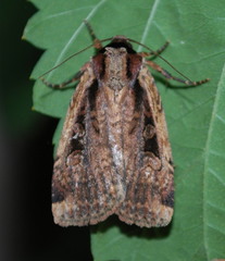 Eueretagrotis sigmoides