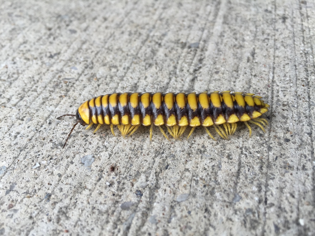 Pennington Gap Mimic Millipede