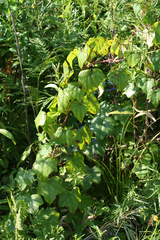 Dioscorea nipponica