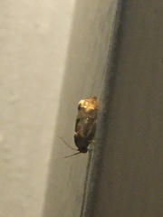 Eucosma ochroterminana