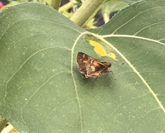Polites peckius