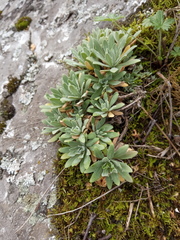 Schivereckia podolica