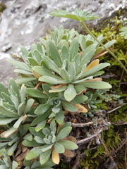 Schivereckia podolica