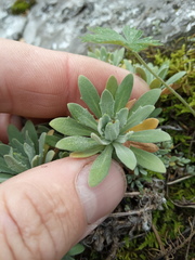 Schivereckia podolica