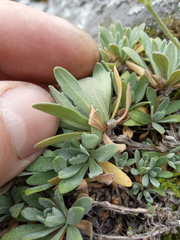 Schivereckia podolica