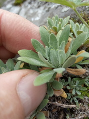 Schivereckia podolica