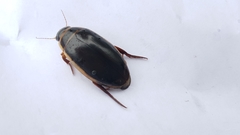 Dytiscus cordieri