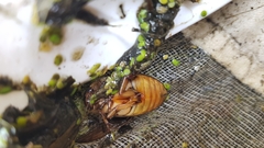 Dytiscus cordieri