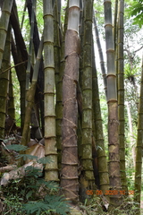 Dendrocalamus asper