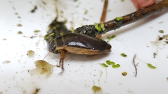 Dytiscus cordieri