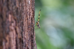 Doleschalla elongata