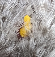 Cestoda