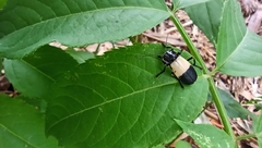 Chauliognathus tripartitus