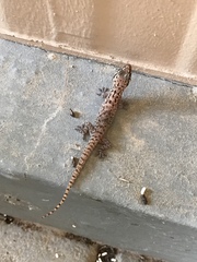 Hemidactylus robustus