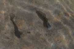 Istiblennius