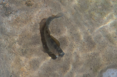 Istiblennius