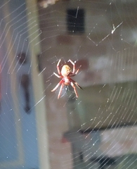 Eriophora ravilla