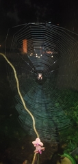 Eriophora ravilla